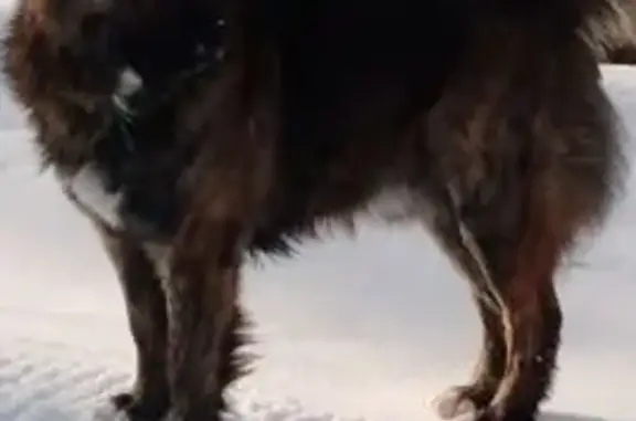 Пропала собака в Новосемейкино, Самарская обл.