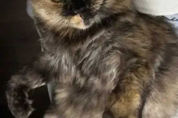 Пропала кошка, Сочи, Теневой пер., 18В