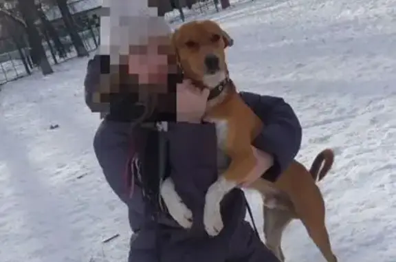 Пропала собака, ул. Куйбышева 50, Тюмень