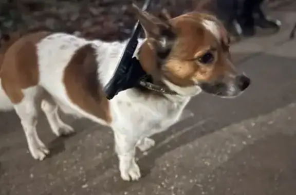 Найдена собака, , фото: Собака найдена, ул. Новаторов, Рязань