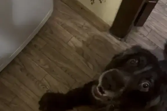 Найдена собака, пр. Кирова, Нижний Новгород