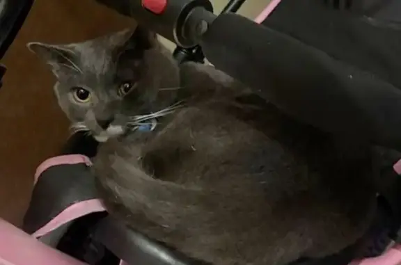 Найдена кошка, Долгопрудный, фото: Кошка найдена: Флотская ул., 5, Долгопрудный