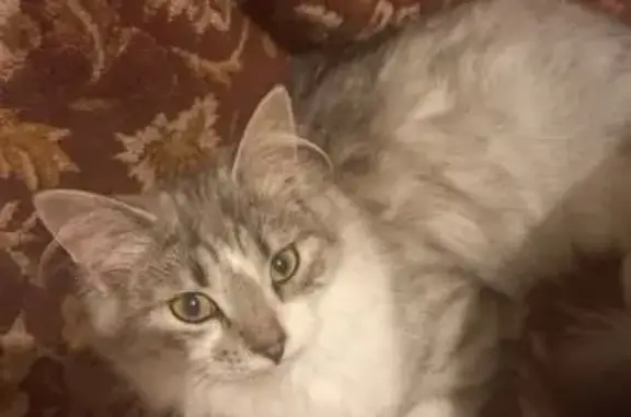 Кошка найдена, ул. Степанищева 11, Липецк