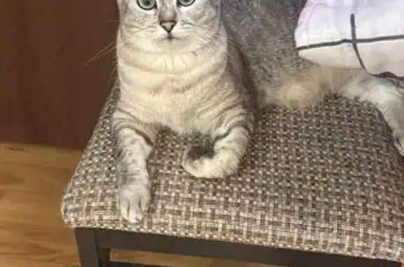 Пропала кошка, Альпийская ул. 94, Сочи