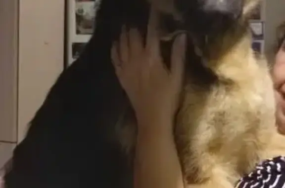 Пропала собака Берта, район Селище