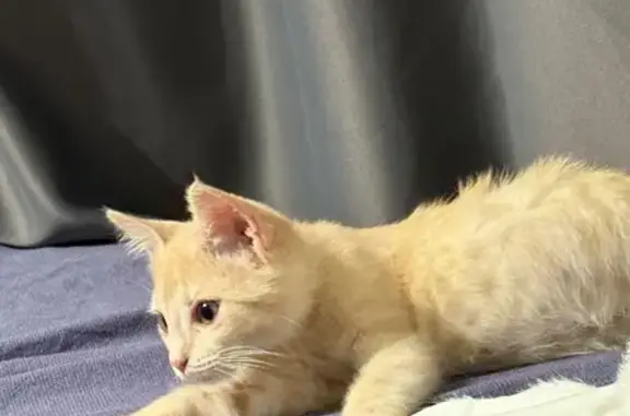 Кошки потеряшки, Омск, фото: Потеряшка кошка, Омская ул. 113, Омск