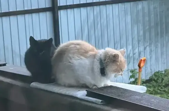 Пропала кошка в Королёве, МО