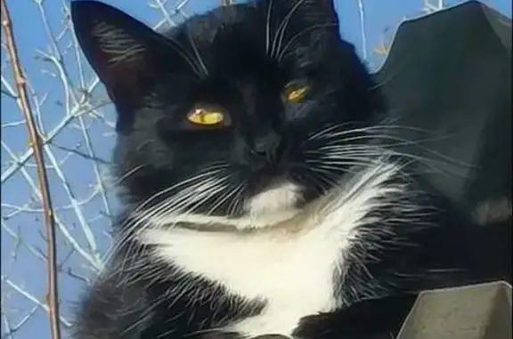 Пропала кошка в Огарёвском, Тульская обл.