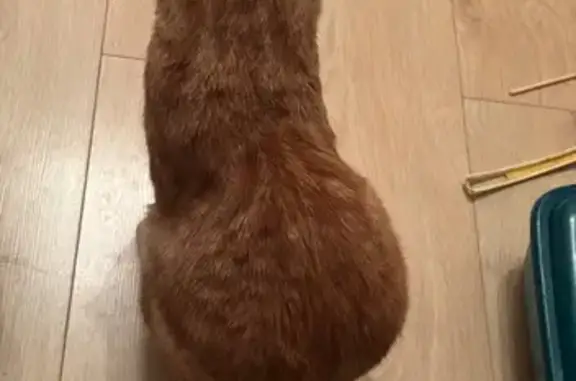 Кот найден: Богатырский пр., 11, СПб