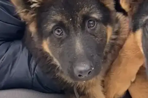 Пропал щенок, ул. Рокоссовского, 13