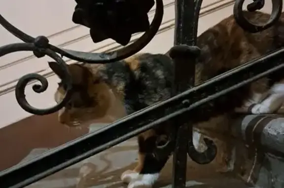 Найдена кошка, Санкт-Петербург, фото: Кошка найдена на Верейской, 18, СПб