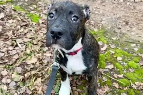 Найдена собака, Москва, фото: Собака найдена, МКАД, 36-й км, Москва