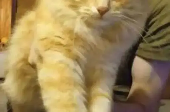 Кошки потеряшки, Константиновское, фото: Потеряшка рыжий кот, 7-я ул., 139, Константиновское