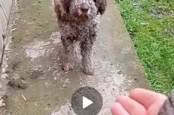 Найдена собака, Тульская область, фото: Лаготто Романьоло найдена в Восточно-Одоевском