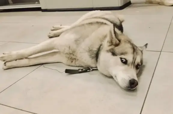 Найдена собака, Воронеж, фото: Собака найдена, Челюскинцев 101Б, Воронеж