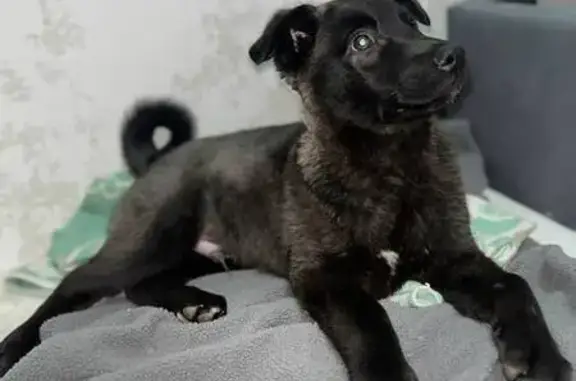 Найдена собака, Тула, фото: Собака найдена: ул. Металлургов, 60, Тула