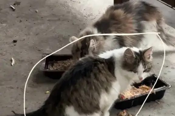 Пропала кошка, 1-й Даньшинский пер. 13