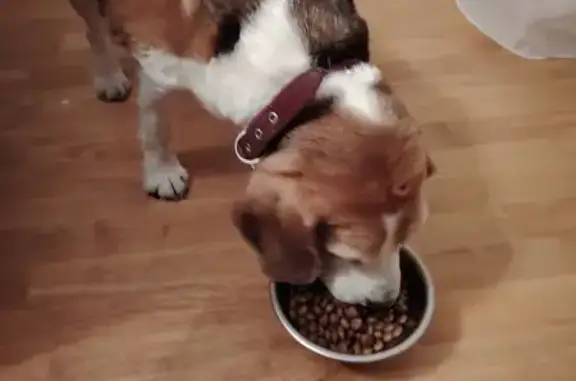 Найдена собака, Санкт-Петербург, фото: Собака найдена: Батарейная дорога, СПб