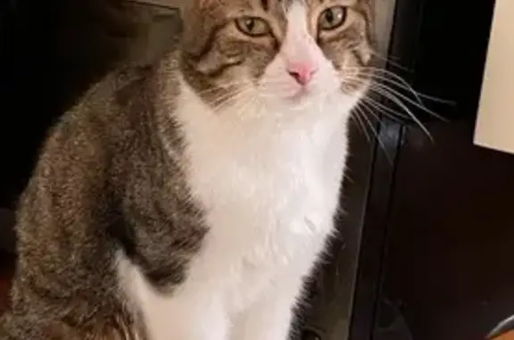 Пропала кошка, МО, посёлок, срочно!