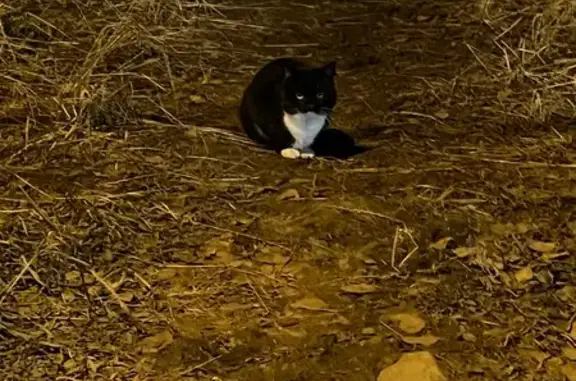 Найдена кошка, Екатеринбург, фото: Кошка найдена на Крестинского, 54