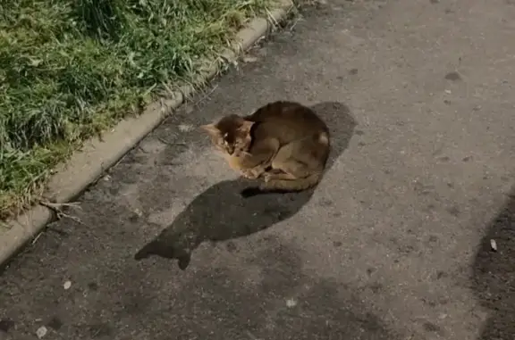 Найдена кошка, Рождествено село, фото: Кошка найдена: Рождественский бул., 1