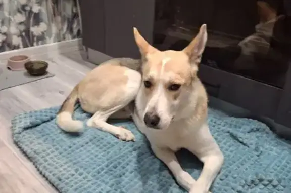 Собака найдена: ул. Героев Рыбачьего, Мурманск