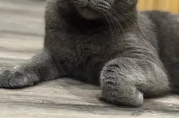 Пропала кошка, Каспийская 60, Сириус