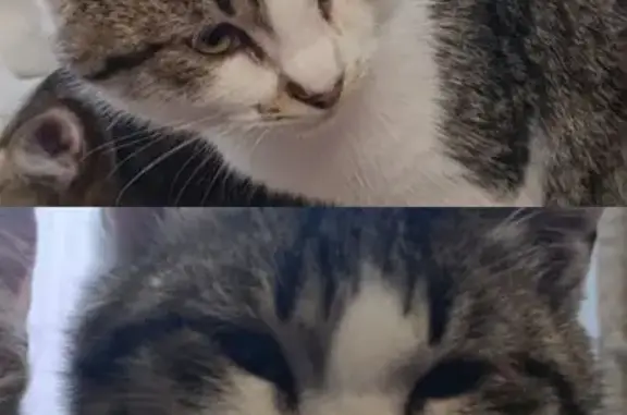 Кошки потеряшки, Медведево, фото: Потеряшка кошка, Медведево, ул. Ленина 16