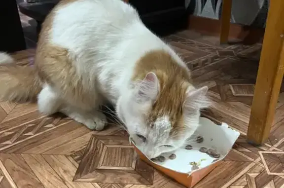 Найдена кошка, Волгоград, фото: Кошка найдена на ул. Борьбы, 19, Волгоград