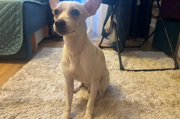 Найдена собака, Хабаровск, фото: Собака найдена: Матвеевское ш., Хабаровск