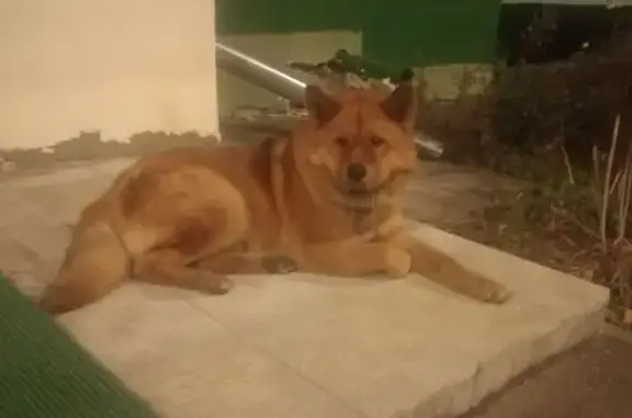 Найдена собака, Старая Купавна, фото: Собака найдена: Фабричное шоссе, 3, СК