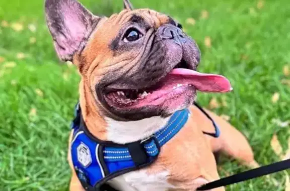 Собаки потеряшки, Краснодар, фото: Потеряшка пес, Уральская ул. 100, Краснодар