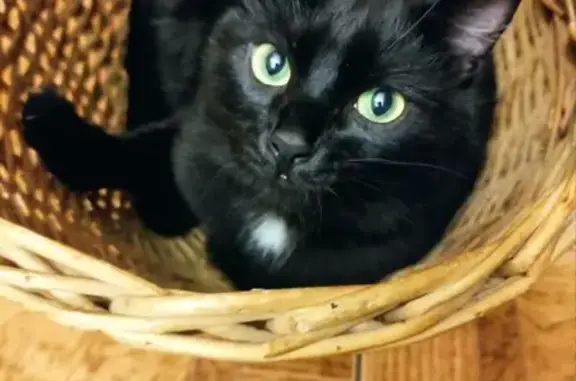 Пропала кошка, пр. Ветеранов 118 к2, СПб