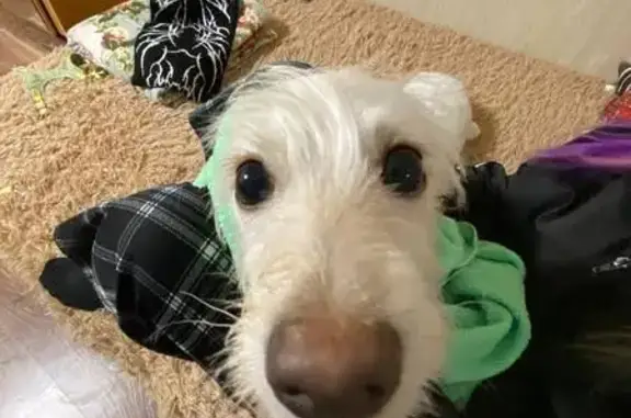 Пропала собака, Солнечная ул., Челябинск