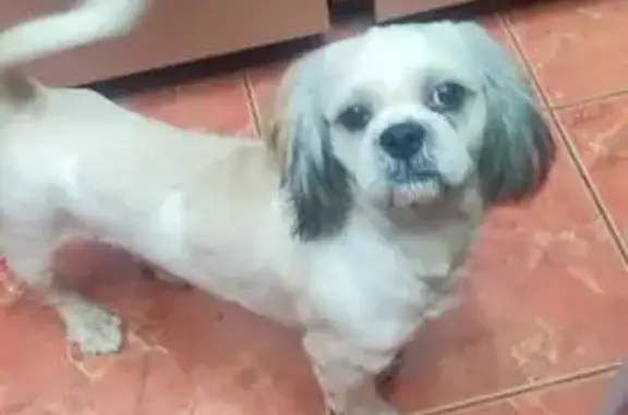 Найдена собака, Высоковск, фото: Собака найдена: Октябрьская ул., 3, Высоковск