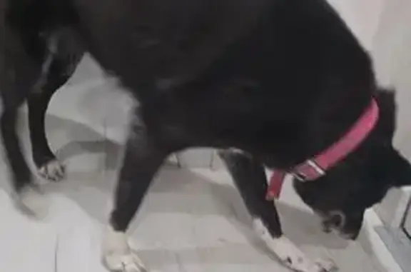 Найдена собака, , фото: Собака найдена: ул. Рахманинова, 6