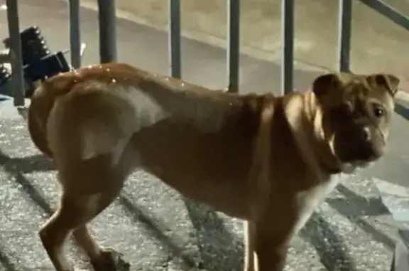 Найдена собака, Москва, фото: Собака найдена: ул. Шаболовка, д. 23-27