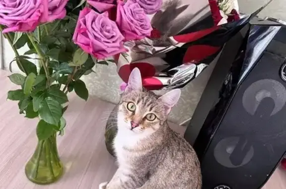 Пропала кошка, Интернациональная 60, Ухта