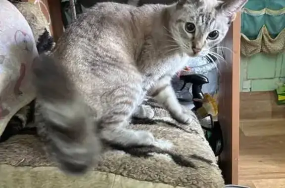 Найдена кошка, Хабаровск, фото: Кошка найдена: пр. 60-летия Октября, 118