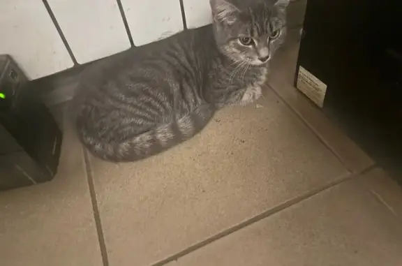 Найдена кошка, Омск, фото: Котенок найден на ул. Воровского, Омск