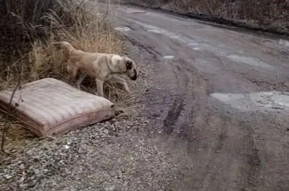 Собака найдена: Крутовская ул., 26, Казань