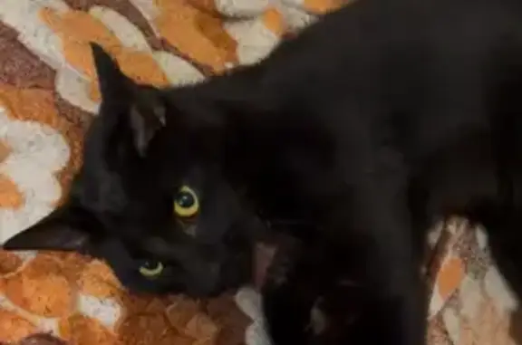 Найденные животные Петрозаводск, фото: Кошка найдена: Боровая ул., 10Б, Петрозаводск