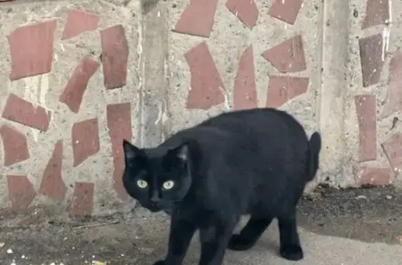 Кошка в подвале, Иркутский тракт, 89