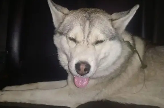 Найдена собака, Воронеж, фото: Собака найдена на Грамши, 2, Воронеж