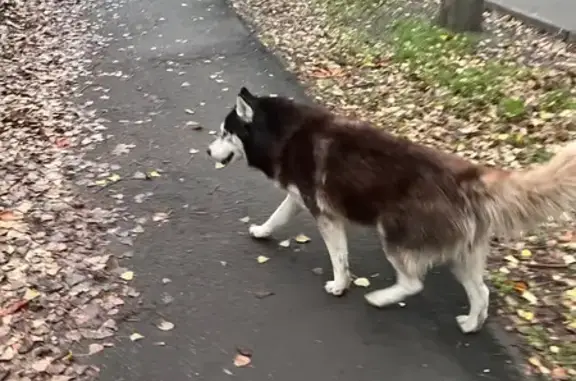 Собака с разными глазами, Коммунистический 