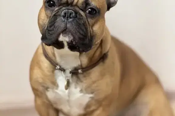 Собаки потеряшки, Краснодар, фото: Потеряшка собака, Уральская 100, Краснодар