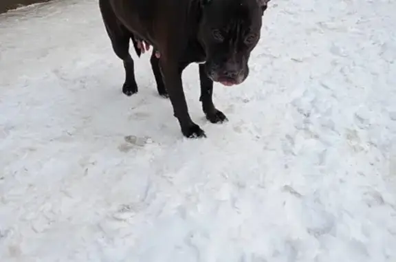 Найдена собака, Томск, фото: Собака найдена: Томск, Лазо 10Г