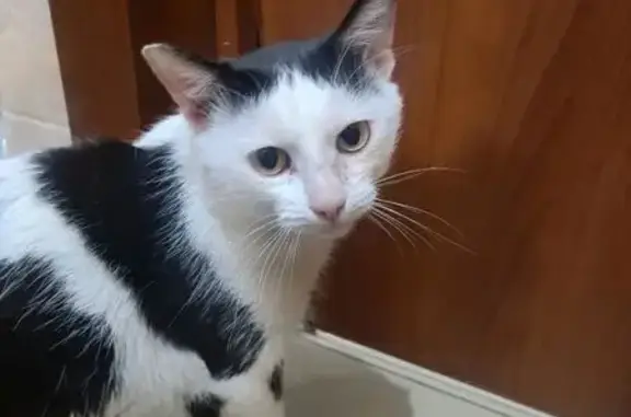 Кошки потеряшки, Губкин, фото: Потеряшка кошка, Советская 21А, Губкин