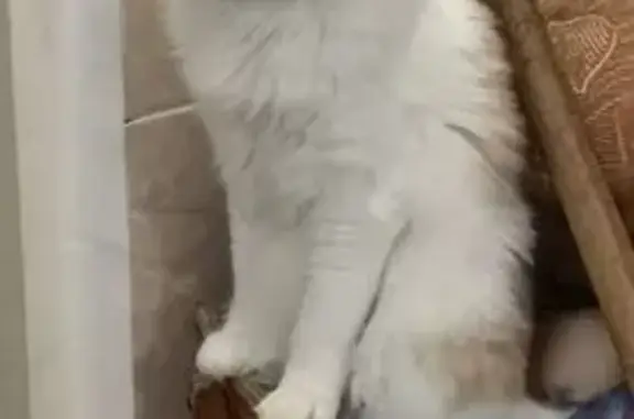 Пропала кошка, ул. Богаевского, Прочноокопская