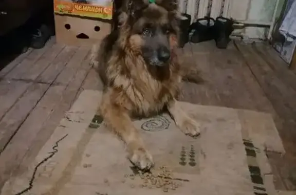 Найдена собака, Рязань, фото: Собака найдена, ул. Маяковского, Рязань